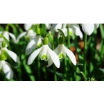 obrázek k článku: Co nás čeká v měsíci březnu